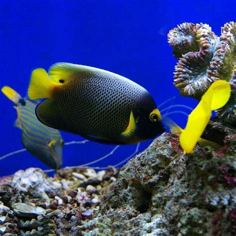 招財魚|養魚招財，別在猶豫了！快把財神請進門